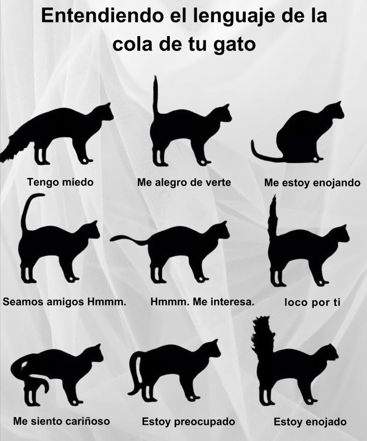 Entendiendo el lenguaje de la cola de tu gato Cola sostenida hacia arriba Estado de ánimo: feliz, confiado Se sienten sociables, seguros y contentos de verte Cola en forma de gancho o curva en la punta Estado de ánimo: amable, curioso Indica un momento juguetón o relajado, ideal para interactuar Cola metida entre las piernas Estado de ánimo: temeroso, sumiso Necesitan un espacio tranquilo y seguro para calmarse Azotar o golpear la cola Estado de ánimo: irritado, enojado Es momento de retroceder: están molestos o sobreestimulados Cola hinchada Estado de ánimo: aterrorizado o agresivo Alerta máxima; intentan parecer más grandes para ahuyentar amenazas 裡 Moviendo la cola lentamente Estado de ánimo: levemente molesto o inseguro Puede indicar conflicto interno o incomodidad; observa todo su lenguaje corporal 朗 Temblando la cola mientras está levantada Estado de ánimo: emocionado, alegre Suele ocurrir al saludarte o en sus lugares favoritos; es signo de afecto y alegría Beneficios de comprenderlo Refuerza la confianza Reduce el estrés Fortalece el vínculo Te convierte en su humano favorito