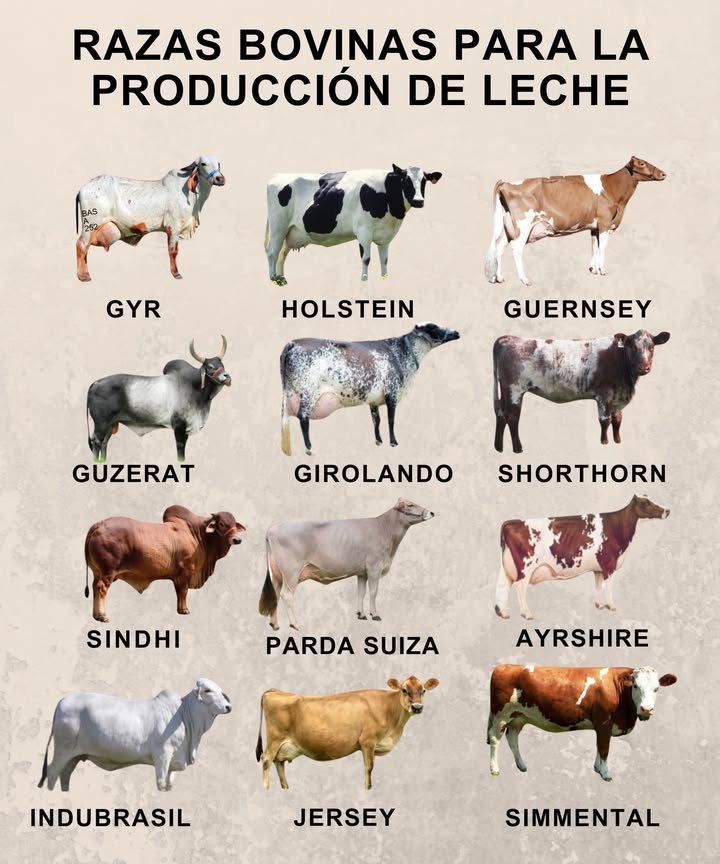 Razas de ganado lechero para una producción eficiente