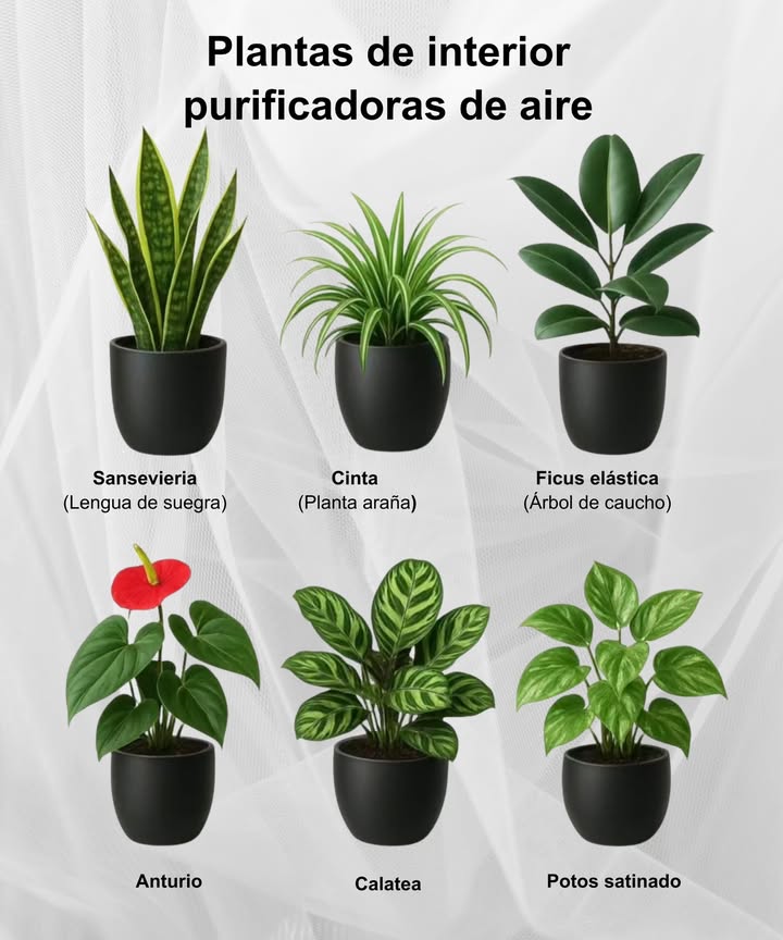 Plantas de Interior que Purifican el Aire 

 Sansevieria Lengua de suegra  resistente y perfecta para cualquier rincón.
 Cinta Planta araña  elimina toxinas y aporta frescura al ambiente.
 Ficus elástica Árbol de caucho  limpia el aire y da un toque elegante.
 Anturio  purifica y añade color con sus flores brillantes.
 Calatea  filtra el aire y destaca por su follaje decorativo.
 Potos satinado  ideal para interiores con poca luz, mejora la calidad del aire.

 Verdes, decorativas y saludables: el aire limpio empieza con tus plantas.