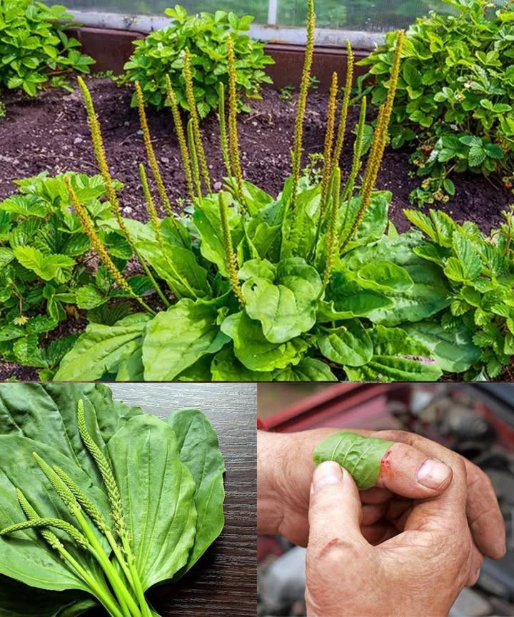 Llantén mayor Plantago major: beneficios y usos de una planta extraordinaria

 Un tesoro medicinal escondido en cualquier jardín
El llantén mayor, muchas veces visto como una simple maleza, es una de las hierbas más completas de la medicina tradicional. Sus hojas carnosas concentran propiedades antiinflamatorias, cicatrizantes, digestivas y antimicrobianas que lo convierten en un remedio esencial para el botiquín natural.

 Diez beneficios poderosos del llantén mayor
 Reduce la inflamación en articulaciones y tejidos internos.
 Acelera la cicatrización de cortes, raspaduras y picaduras.
 Protege y calma el sistema digestivo gracias a su mucílago.
 Facilita la expulsión de mucosidad y alivia tos y bronquitis.
 Combate bacterias, virus y hongos de forma natural.
 Aporta vitaminas A, C y K, hierro y calcio.
 Alivia eccema, psoriasis, acné e irritaciones cutáneas.
 Actúa como analgésico suave para dolores de cabeza y cólicos.
 Ayuda a regular el azúcar en sangre y estabilizar la glucosa.
 Favorece la desintoxicación hepática y renal.

 Formas prácticas de usar el llantén en casa
Té reconfortante: 12 cucharaditas de hojas secas en agua hirviendo, 1015 minutos de infusión. Beber hasta tres veces al día.
Ungüento cicatrizante: hojas maceradas en aceite de oliva durante semanas, mezcladas con cera de abeja. Ideal para cortes y picaduras.
Cataplasma fresco: hojas trituradas en pasta; aplicar sobre heridas o irritaciones y dejar actuar varias horas.
Hojas comestibles: las hojas jóvenes pueden añadirse a ensaladas o cocinarse como espinacas.
Tintura concentrada: hojas en alcohol durante semanas; tomar pocas gotas al día para un apoyo general.

 Una planta versátil para el bienestar diario
Desde problemas digestivos y piel irritada hasta heridas o congestión respiratoria, el llantén mayor ofrece soluciones naturales, suaves y eficaces.

 Precaución necesaria
Puede causar alergias en personas sensibles. Realizar prueba de parche antes de usar sobre la piel y consultar con un profesional si se está embarazada, en lactancia o bajo medicación.

 El llantén mayor es una joya verde que combina nutrición, protección y curación en una sola planta.