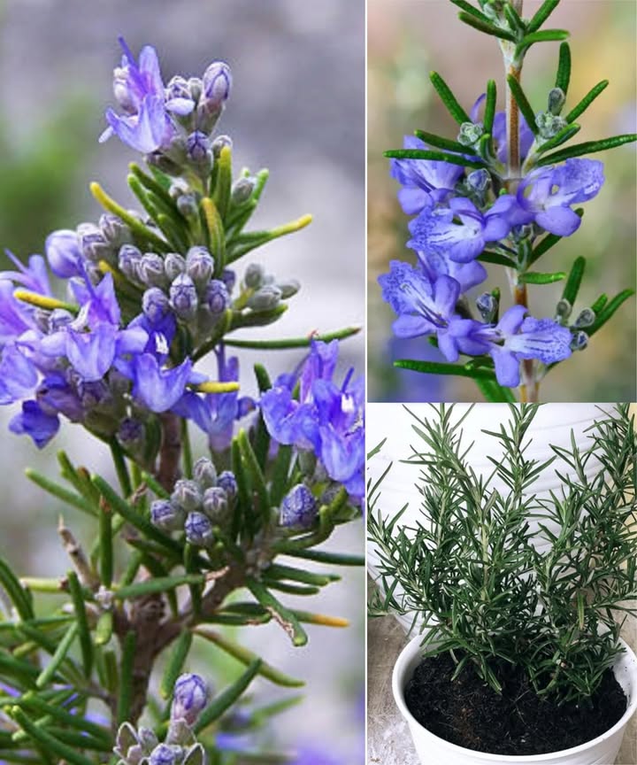 El truco para hacer florecer el romero y llenar la casa de aroma 

El romero no solo es una de las plantas aromáticas más apreciadas, también puede regalarte delicadas flores que embellecen cualquier espacio. Con los cuidados adecuados, florece varias veces al año, siendo el invierno su mejor temporada.

 Consejos para lograr una floración abundante:
 Necesita buena luz natural, pero sin sol directo prolongado que pueda quemar sus hojas.
 Prefiere climas cálidos y templados; resiste sequías y lluvias, pero no tolera heladas, granizo ni el sol extremo del verano.
 Se adapta tanto al interior como al exterior: en invierno junto a una ventana y en verano en el balcón, siempre con horas moderadas de sol.

 Riego y cuidados:
 Mantén la tierra húmeda, sin encharcar.
 En verano riega casi a diario, sobre todo si notas hojas secas o amarillentas.
 Usa macetas con buen drenaje para proteger las raíces.

 Poda y mantenimiento:
 Elimina solo las partes dañadas si aparecen plagas como pulgones o cochinillas.
 Trasplanta a principios de primavera para darle nueva fuerza y nutrientes.

 El mejor lugar para tu romero:
 En climas fríos, mantenlo dentro de casa cerca de una ventana soleada.
 Aléjalo de radiadores y calefactores que resequen el ambiente.
 Con buen tiempo, saca la maceta al balcón, con pocas horas de sol directo y luego sombra ligera.

 Con este cuidado constante, tu romero florecerá con fuerza y perfumará tu hogar de manera natural y duradera.