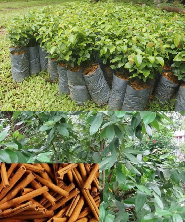 Cultiva canela en casa y disfrútala siempre fresca, directa desde tu maceta. Ideal para postres, infusiones y aromatizar tu hogar naturalmente.

 Siembra fácil

Usa semillas de árboles maduros o esquejes con raíz.

Coloca en tierra húmeda y sombra parcial.

A los 4 meses, trasplanta a una maceta definitiva.

 Cuidados esenciales

Luz cálida, pero sin sol directo.

Mantén la tierra húmeda, sin encharcar.

Poda para mantenerlo a 1,5 m de altura.

 Cosecha natural

A los 2 años, corta ramas de 3 cm de grosor con tono morado.

Hazlo a 5 cm del tronco principal.

Pela la corteza: ahí está la canela pura!

 De tu balcón a la cocina, una especia fresca que transforma todo con su aroma.