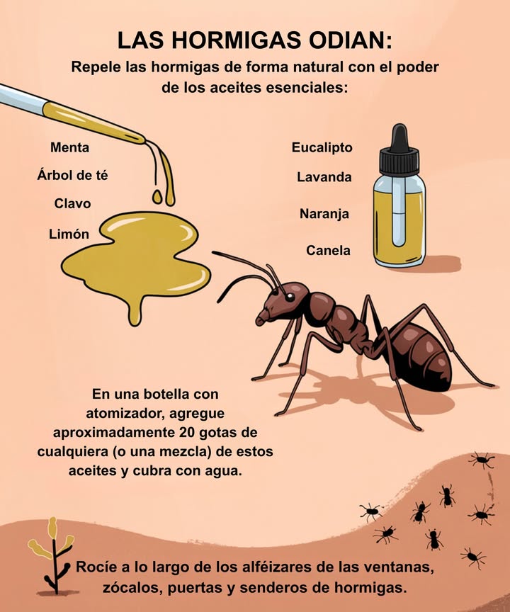 LAS HORMIGAS NO SOPORTAN ESTOS REPELENTES NATURALES!

Manténlas a raya sin químicos utilizando aceites esenciales:
 Menta: elimina rastros de olor.
 Árbol de té: interrumpe su búsqueda de alimentos.
 Clavo: tóxico para las hormigas carpinteras.
 Limón: limpia huellas y aporta frescor.
 Eucalipto: un disuasivo potente y eficaz.
 Lavanda: protege cajones y despensas.
 Naranja: con d-limoneno, repele y extermina.
 Canela: forma una barrera en grietas y puertas.

Combina 20 gotas con agua en un pulverizador y rocía en ventanas, zócalos, puertas y senderos.

 Sin toxinas. Sin preocupaciones. Solo naturaleza en acción.