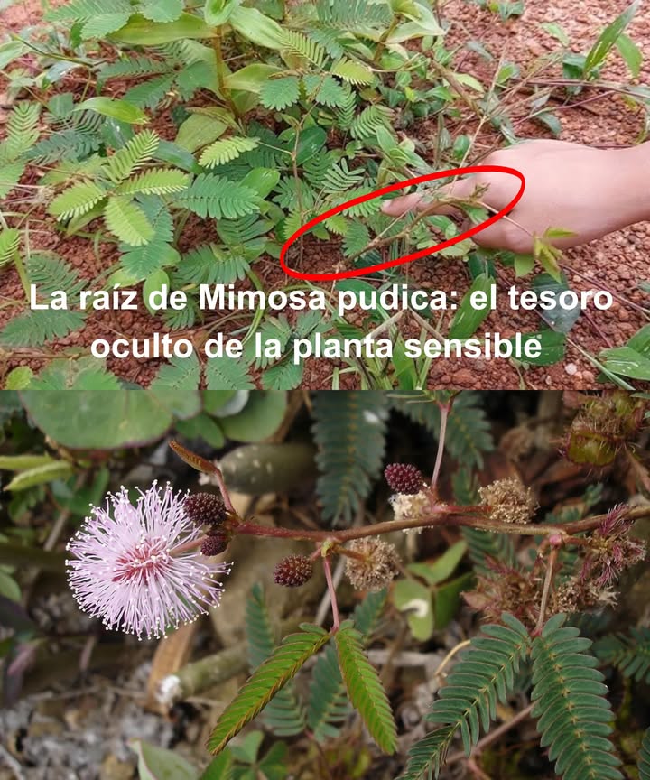 La raíz de Mimosa pudica: el tesoro oculto de la planta sensible

 Usada desde siglos en Ayurveda y medicina popular, concentra la mayor potencia de esta especie tímida y fascinante.

 Qué la hace única
 Taninos antioxidantes y antiinflamatorios
 Alcaloides que fortalecen sistema nervioso y reproductivo
 Flavonoides y ácidos grasos para equilibrio hormonal

 Beneficios esenciales
 Afrodisíaco natural, aumenta libido y energía
 Mejora fertilidad masculina y salud femenina
 Alivio de dolores articulares con acción antiinflamatoria
 Propiedades antibacterianas y antimicrobianas
 Efecto antiveneno contra picaduras y mordeduras
 Acción calmante y anticonvulsiva
 Reduce ansiedad y estrés con efecto sedante suave
 Apoya desintoxicación y digestión
 Favorece cicatrización y alivia el dolor

 Formas de uso
 Polvo de raíz:  cucharadita en leche o agua por la noche
 Decocción: hervir 1 cdita en agua, colar y beber tibio
 Uso externo: pasta fresca en heridas o picaduras

 Consejos
 Iniciar con dosis pequeñas y limitar a 2-3 semanas seguidas
 Elegir raíces libres de químicos
 Evitar excesos para no causar molestias digestivas

 Precauciones
 No usar en embarazo o lactancia
 Evitar si hay hipotensión grave
 Consultar siempre al médico si se toman fármacos

desintoxicante y revitalizante, la raíz de Mimosa pudica guarda la fuerza curativa de esta planta sensible.