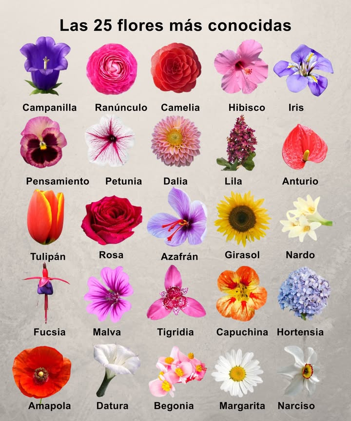 The Las 25 flores más famosas 

La belleza y diversidad de las flores iluminan jardines e interiores, aportando color, suavidad y vitalidad a cada lugar. Cada uno tiene su propio encanto y simbolismo, lo que demuestra la armonía natural entre la elegancia y la simplicidad. 

Lista de los más famosos :
Sininho  Ranúnculos  Camelia  Hibisco  Iris  Pensamiento  Petunia  Dalia  Lila  Anturio  Tulipán  Rosa  Azafrán  Girasol  Nardo  Fucsia  Malva  Tigridia  Capuchina  Hortensia  Amapola  Datura  Begonia  Margarita  Narciso 

 Cada flor es una obra de arte viviente, un símbolo de amor, renovación y belleza atemporal.
