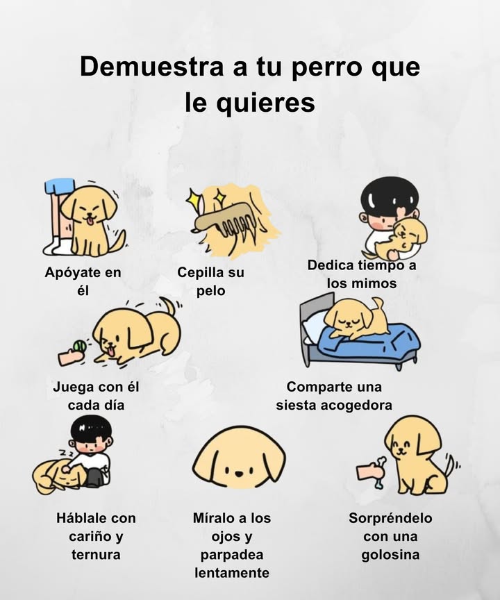 Formas de demostrar amor a tu perro Apóyate en él y deja que sienta tu confianza. Cepilla su pelo con calma, es un gesto de cuidado y conexión. Dedica tiempo a los mimos y al contacto físico. Juega con él cada día, fortaleciendo el vínculo y la alegría compartida. Comparte una siesta acogedora en un espacio tranquilo. Háblale con cariño y ternura, reconoce su presencia con palabras suaves. Míralo a los ojos y parpadea lentamente para transmitir afecto. Sorpréndelo con una golosina o un pequeño detalle. El amor se demuestra en los pequeños gestos diarios.