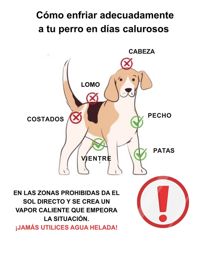 Cómo enfriar adecuadamente a tu perro en días calurosos Cuando las temperaturas aumentan, es esencial ayudar a tu perro a mantener su cuerpo fresco sin provocar un choque térmico. Zonas seguras para mojar: Pecho: ayuda a regular la temperatura interna. Vientre: área clave para enfriar el cuerpo. Patas: enfrían rápidamente la circulación sanguínea. Zonas que no deben mojarse: Cabeza, lomo y costados, ya que la exposición directa al sol puede generar vapor caliente y empeorar la situación. Importante: nunca uses agua fría; opta por agua fresca o a temperatura ambiente para evitar cambios bruscos de temperatura. Un enfriamiento adecuado puede prevenir el golpe de calor y mantener a tu perro saludable y feliz durante el verano. #CómoRefrescarAPerro #CalorPerro #AmorPerruno