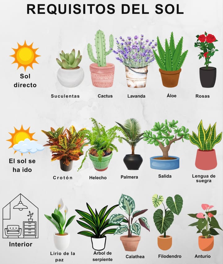 Busco un poco de sol para mis plantas ornamentales!