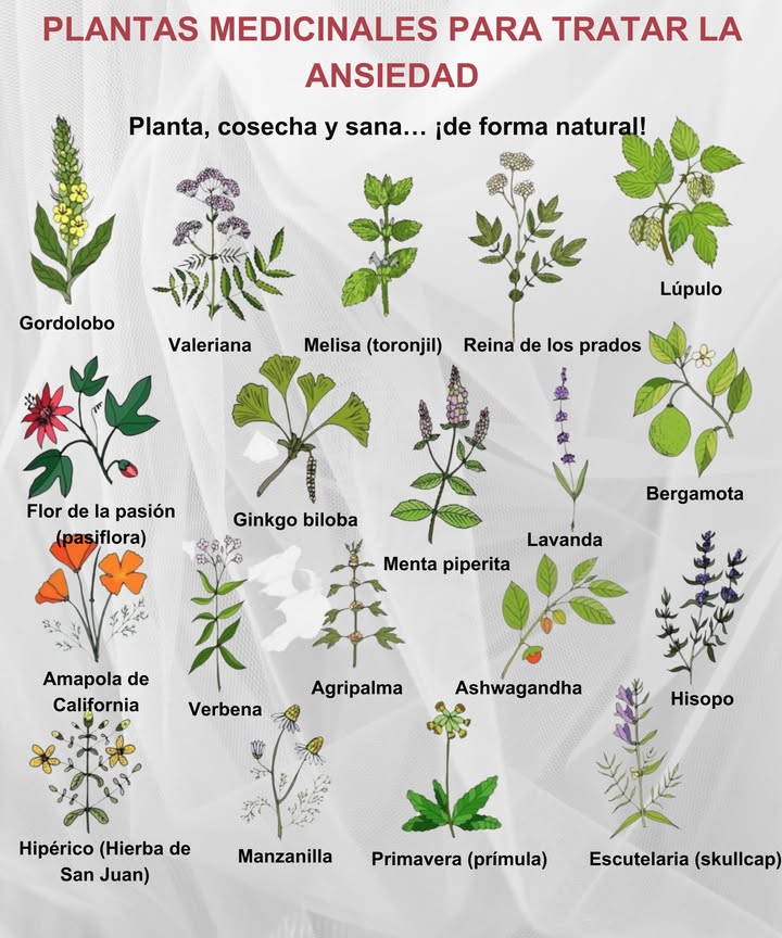 19 Hierbas para Aliviar la Ansiedad de Forma Natural Gordolobo: Alivia problemas respiratorios. Valeriana: Sedante natural contra el insomnio. Melisa: Calma los nervios y mejora el ánimo. Ulmaria: Suave efecto calmante para dolores de cabeza. Lúpulo: Relaja y favorece el sueño. Pasiflora: Reduce ansiedad e inquietud. Ginkgo Biloba: Mejora la circulación y la claridad mental. Menta: Alivia la tensión digestiva. Lavanda: Disminuye el estrés y el insomnio. Bergamota: Aroma cítrico relajante y estimulante. Amapola de California: Favorece el sueño y la relajación. Verbena: Para agotamiento nervioso. Agripalma: Calma palpitaciones por estrés. Ashwagandha: Adaptógeno contra el estrés. Hisopo: Relaja y cuida el sistema respiratorio. Hierba de San Juan: Equilibra el estado de ánimo. Manzanilla: Clásica para calmar y dormir. Primavera Cowslip: Tradicional contra la tensión nerviosa. Escutelaria: Alivia la ansiedad y fomenta la relajación. Siembra, cosecha y sana de forma natural.