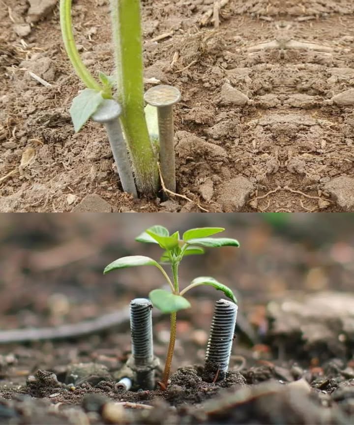 El Inesperado Poder de Dos Clavos en el Jardín Una técnica sencilla, natural y sorprendentemente efectiva: colocar dos clavos de hierro al lado de tus plantas puede mejorar notablemente su salud y crecimiento. Esta práctica ancestral, respaldada por la ciencia, libera hierro de forma gradual en el suelo, esencial para la formación de clorofila y la fotosíntesis. Cómo Funciona A medida que los clavos se oxidan por la humedad del riego, liberan iones de hierro que las raíces pueden absorber fácilmente. El hierro ayuda a las plantas a mantenerse verdes, fuertes y resistentes al estrés. Instrucciones Simples Usa clavos de hierro puro, sin recubrimientos ni galvanizados. Entiérralos a unos 5 cm de la base de la planta. Riega normalmente: el agua acelera la oxidación y liberación del hierro. Observa la mejora en color, vigor y crecimiento de la planta. Beneficios Comprobados Hojas más verdes y saludables. Crecimiento más vigoroso. Plantas más resistentes a enfermedades. Tenlo en Cuenta Funciona mejor en suelos con pH ligeramente ácido. Ideal para rosales, azaleas, tomates y pimientos. No sustituye un suelo equilibrado, pero lo complementa de forma natural y económica. Una solución ecológica, accesible y efectiva para darle fuerza a tu jardín sin químicos ni fertilizantes costosos.