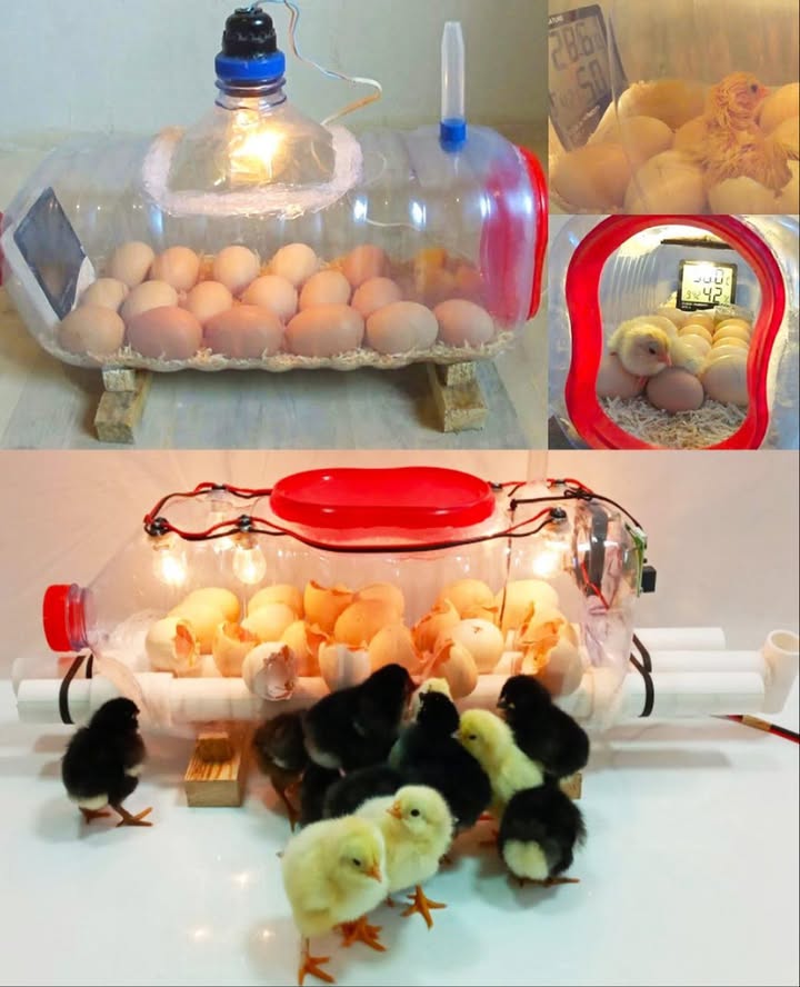 讀 Cómo construir una incubadora casera con una botella de agua Materiales Botella de plástico de 5 L o más Bombillas pequeñas o lámpara de calor Termómetro e higrómetro Recipiente de espuma o huevera Tijeras o taladro para cortar y perforar Pasos 1 Preparar la botella Lavar bien y cortar una abertura lateral ancha como puerta 2 Instalar la fuente de calor Colocar bombillas o lámpara de calor por la tapa o los lados; mantener 37,5 C 3 Fijar los huevos Usar huevera o espuma para evitar que rueden 4 Controlar temperatura y humedad Mantener 4555% de humedad y aumentar a 6575% los últimos 3 días 5 Ventilación Hacer pequeños orificios para entrada de aire fresco 6 Voltear los huevos Girar al menos 3 veces al día para desarrollo uniforme Seguridad Vigilar la fuente de calor, evitar sobrecalentamiento y mantener fuera del alcance de niños y mascotas Un proyecto sencillo, educativo y emocionante para vivir el milagro de la eclosión en casa