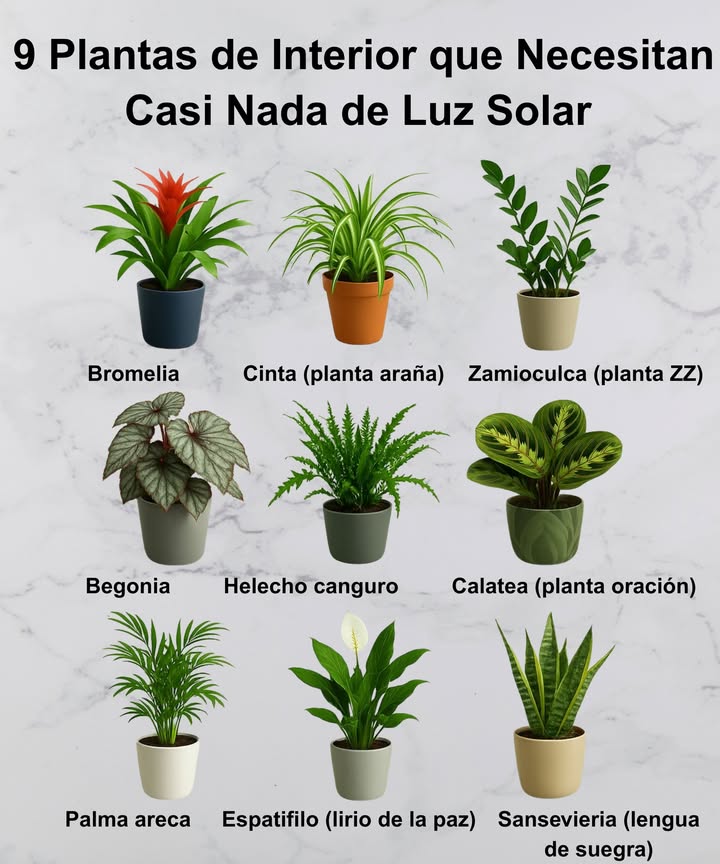 9 Plantas de Interior que Sobreviven con Muy Poca Luz Solar 華 Bromelia Aporta color y estilo tropical sin requerir sol directo. 華 Cinta planta araña Ideal para espacios con sombra, purifica el aire. 華 Zamioculca planta ZZ Resistente, perfecta para oficinas u hogares oscuros. 華 Begonia Sus hojas decorativas alegran cualquier rincón sombrío. 華 Helecho canguro Aporta frescura y textura, le encanta la humedad. 華 Calatea planta oración Belleza exótica con hojas que se mueven con la luz. 華 Palma areca Da un toque tropical y crece bien en interiores con poca luz. 華 Espatifilo lirio de la paz Flor elegante que limpia el aire y crece en sombra. 華 Sansevieria lengua de suegra Casi indestructible, mejora la calidad del aire. Perfectas para hogares con poca iluminación natural. Verde y vida sin complicaciones!