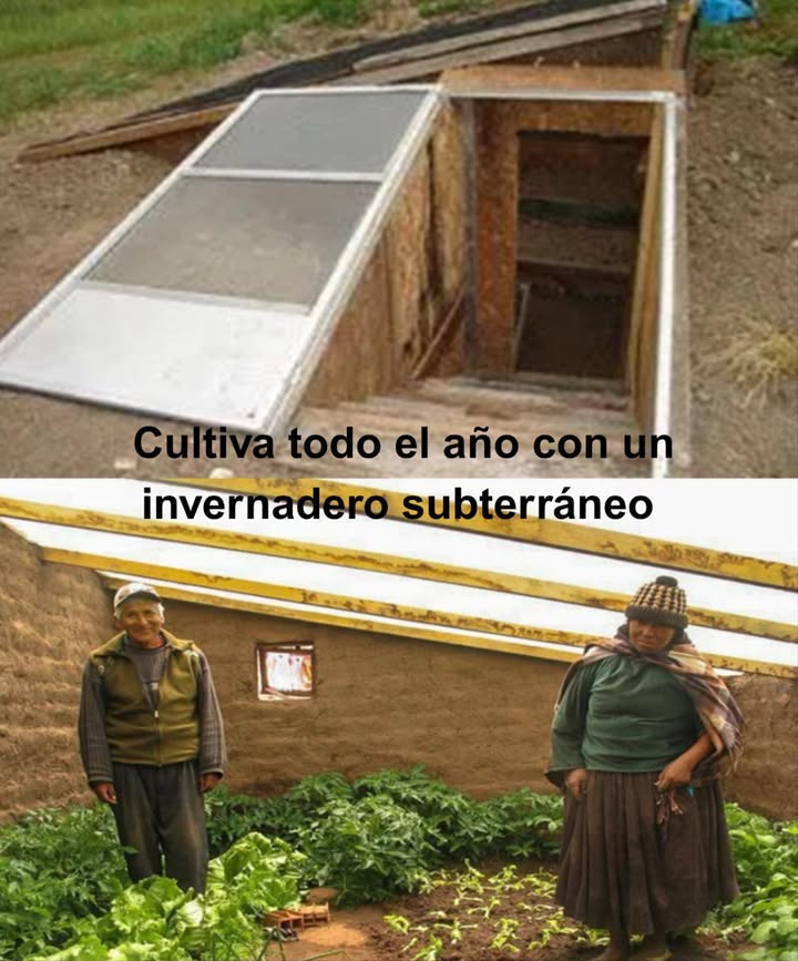 Cultiva todo el año con un invernadero subterráneo Una solución natural, eficiente y productiva para tu huerto sostenible 塞 Ventajas clave Temperatura constante todo el año Protege del viento, nieve y granizo Ahorro energético natural Cosechas ininterrumpidas Ubicación ideal Orientación sur hemisferio norte Buen drenaje con grava o camas elevadas Acceso cómodo en todas las estaciones Construcción paso a paso Excavación 2,53 m de profundidad para aprovechar el calor del suelo Muros resistentes Ladrillo, piedra o sacos de tierra aislamiento térmico en muro norte Techo eficiente Plástico UV, policarbonato o vidrio inclinado para luz y escurrimiento Suelo funcional Grava para drenaje o concreto para firmeza Ventilación esencial Ventanas arriba y puertas opuestas para flujo de aire Mantenimiento sencillo Controla temperatura y humedad Vigila plagas naturalmente Ajusta el riego al clima Tips extra Barriles de agua = calor gratis Camas elevadas = raíces sanas Paredes reflectantes = luz mejor distribuida Un invernadero subterráneo es tu refugio de cultivo: verduras frescas, vida autosuficiente y bienestar diario.