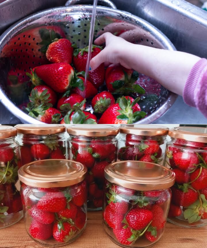 Conserva fresas frescas hasta 2 años con el truco del agricultor Un método sencillo que preserva sabor, color y nutrientes por largo tiempo. Ingredientes y materiales: 2 kg de fresas 2 cdas. de azúcar por frasco Agua hirviendo Frascos de vidrio con tapa hermética Preparación: Lava las fresas durante 510 min y quítales los tallos. Lava y esteriliza bien los frascos. Llena cada frasco con fresas y agrega 2 cdas. de azúcar. Cubre con agua hirviendo hasta el borde y cierra herméticamente. Coloca los frascos en una olla con agua hasta la mitad y hierve 15 min. Retira, ponlos boca abajo sobre un paño y deja enfriar. Conservación: Guarda en un lugar fresco, seco y oscuro. Si el sellado es correcto, las fresas se conservarán perfectas hasta 24 meses. Disfruta de fresas dulces y frescas durante todo el año.