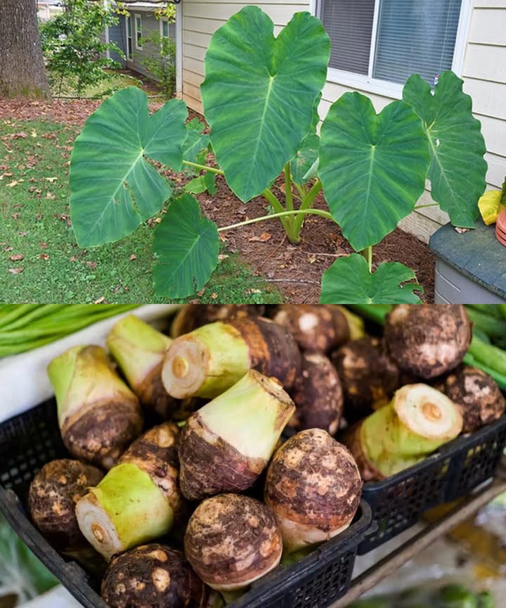 Raíz de taro: el superalimento ancestral que transforma la salud y la sostenibilidad Historia milenaria Con más de 10.000 años de cultivo, el taro Colocasia esculenta ha sido alimento básico en Asia, el Pacífico, África y el Caribe. Resiliente, nutritivo y versátil, es símbolo de vida y abundancia en muchas culturas. Tesoro nutricional Energía duradera: rico en carbohidratos complejos Alta fibra: mejora digestión y regula azúcar en sangre Vitaminas y minerales: C, E, potasio, magnesio y manganeso Bajo en grasas, ideal para el corazón Alternativa sin gluten Delicias con taro Hervido o al vapor: conserva nutrientes Chips de taro: crujientes y sabrosos 凜 Puré de taro: cremoso y reconfortante Curries y sopas: absorbe sabores intensos Postres: helado, pasteles o pudines exóticos Consejo: siempre cocinar bien el taro para neutralizar el oxalato de calcio. Poder de las hojas Ricas en vitaminas A y C, hierro y calcio: 便 Laing: cocidas en leche de coco y especias Rellenas de arroz, carne o verduras Sopas y guisos nutritivos Beneficios para la salud Protege corazón y vasos sanguíneos 喝 Regula glucosa y favorece a diabéticos Refuerza la inmunidad Cuida la piel y retrasa el envejecimiento Más allá de la nutrición Medicina tradicional: cicatrización, digestión y vitalidad Sostenibilidad: cultivo adaptable, bajo desperdicio, aliado contra el cambio climático 綾 Cómo incorporarlo Prueba primero hervido o en sopas, luego experimenta con chips, panqueques o harina de taro sin gluten para hornear. El taro no es solo alimento, es herencia cultural, medicina natural y solución sostenible. Una raíz ancestral que sigue transformando la salud y el futuro.