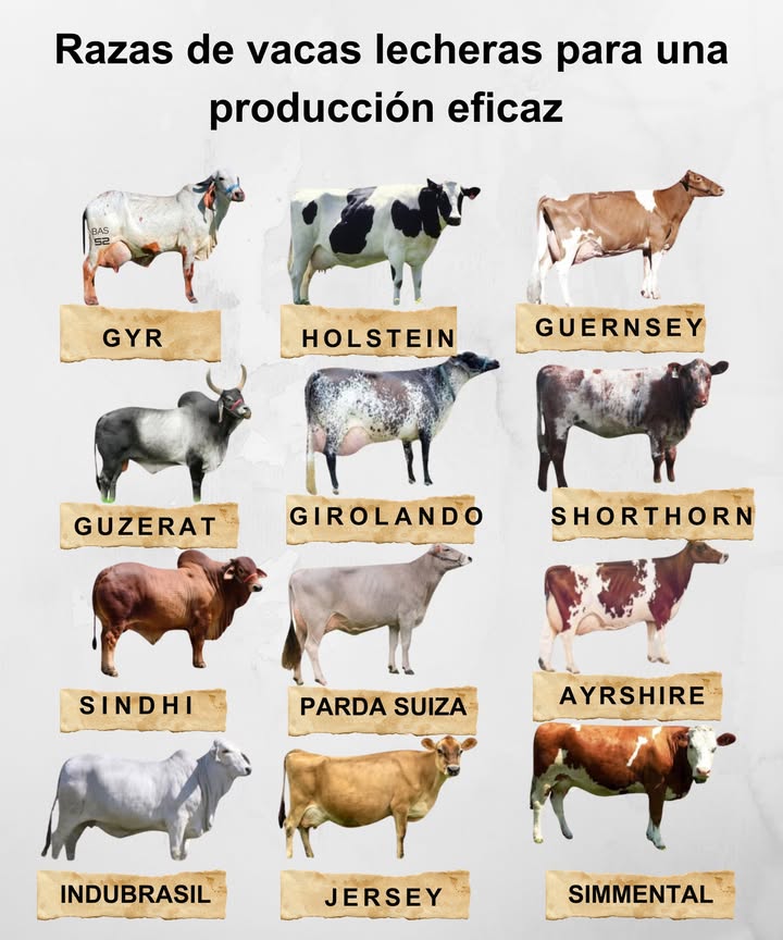 Razas de vacas lecheras para una producción eficaz