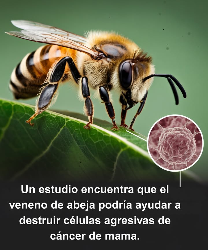 Veneno de abeja vs. cáncer de mama Un estudio reciente sugiere que el veneno de abeja contiene melitina, un compuesto que podría atacar células agresivas de cáncer de mama mientras deja en gran parte intactas a las células sanas. Por qué es importante: Este hallazgo podría orientar futuras investigaciones hacia nuevos tratamientos con compuestos naturales, mostrando cómo la naturaleza puede aportar soluciones a problemas de salud complejos. El equilibrio de la naturaleza: Las abejas son vitales para los ecosistemas, y su veneno también podría tener potencial médico, recordándonos la profunda conexión entre la salud humana y el mundo natural. Mirando al futuro: Con más estudios, el veneno de abeja podría inspirar nuevos enfoques médicos, ofreciendo esperanza y resaltando el valor de preservar la biodiversidad. #VenenoDeAbeja #InvestigaciónContraElCáncer