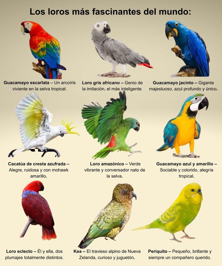 列 Los loros más fascinantes del mundo: Guacamayo escarlata Un arcoíris viviente en la selva tropical. 勇 Loro gris africano Genio de la imitación, el más inteligente. Guacamayo jacinto Gigante majestuoso, azul profundo y único. Cacatúa de cresta azufrada Alegre, ruidosa y con mohawk amarillo. Loro amazónico Verde vibrante y conversador nato de la selva. Guacamayo azul y amarillo Sociable y colorido, alegría tropical. Loro eclecto Él y ella, dos plumajes totalmente distintos. Kea El travieso alpino de Nueva Zelanda, curioso y juguetón. Periquito Pequeño, brillante y siempre un compañero querido. Belleza, inteligencia y color... la voz viva de la naturaleza.