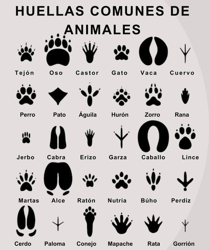 Conviértete en un detective de la vida silvestre! Guía de huellas comunes de animales Huellas y pezuñas: el rastro de los mamíferos Tejón 5 dedos con marcas de garras Oso Grande, parecido a una huella humana con almohadilla del talón 嶺 Castor Patas traseras palmeadas delanteras pequeñas Gato 4 dedos redondos, sin garras retraídas Vaca Pezuña hendida grande Perro 4 dedos, garras visibles 簾 Hurón Pequeñas huellas de 5 dedos con garras 力 Zorro Similares a las de perro, pero más finas y puntiagudas Jerbo Pequeñas y delicadas; 4 dedos delante, 5 detrás Cabra Pezuñas hendidas y estrechas 璉 Erizo 5 dedos con garras visibles Caballo Pezuña grande en forma de U Lince Huella redonda grande, como un gato doméstico en versión grande 說 Marta Muy pequeña, 5 dedos con garras 龜 Alce Pezuña hendida enorme, mayor que la del ciervo Ratón Huellas diminutas arrastre de cola 簾 Nutria 5 dedos palmeados, se ven bien en barro Cerdo Pezuñas hendidas y redondeadas Conejo Pies traseros largos, patrón de saltos 劣 Mapache Huellas como manos y pies humanos en miniatura Rata Huellas pequeñas rastro de cola Huellas de aves: amigos emplumados en el suelo Cuervo 4 dedos, 3 hacia adelante y 1 hacia atrás 閭 Pato 3 dedos hacia adelante, palmeados 礪 Águila Grande, con garras, 3 dedos visibles 襁 Garza Dedos largos y delgados 黎 Búho 2 dedos hacia adelante y 2 hacia atrás muy distintivo Perdiz 3 dedos con un dedo posterior corto Paloma Pequeñas y espaciadas uniformemente Gorrión Muy pequeñas y delicadas 年 Otras criaturas: salvajes pero fascinantes Rana Dedos largos y palmeados, bien abiertos 年 Lagarto Patas pequeñas rastro de cola Serpiente Sin patas, pero deja rastros ondulados Consejo útil: Observa también el patrón de movimiento: salto, caminata, salto largo cada uno cuenta parte de la historia.