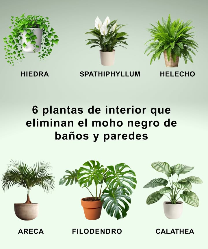 6 plantas de interior que eliminan el moho negro del baño y las paredes Una solución natural para controlar la humedad y mantener el aire limpio en casa 1 Hiedra Perfecta para colocar cerca del techo o esquinas húmedas. Absorbe humedad y purifica el aire. 2 Spathiphyllum Paz de lirio Tolera poca luz. Sus raíces absorben humedad y evitan la formación de moho. 3 Helecho Ideal para ambientes con poca luz. Ayuda a mantener el aire más seco y libre de esporas. 4 Palma Areca Utiliza la humedad ambiental para crecer, lo que reduce la condensación en el baño. 5 Falangio Cinta o Lazo de amor Resistente y de bajo mantenimiento. Reduce la humedad y mejora la calidad del aire. 6 Calathea Tropical y elegante, absorbe la humedad del entorno, ideal para baños cerrados. Colócalas en zonas con poca ventilación o alta humedad, como baños, lavanderías o rincones sombríos. Una forma estética y ecológica de decir adiós al moho sin químicos.
