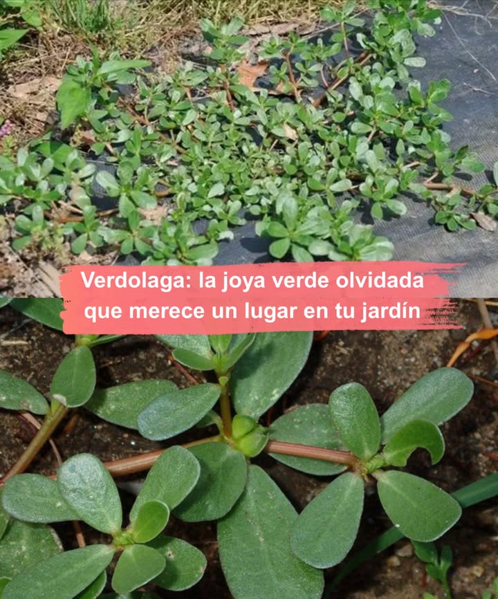 Verdolaga: la joya verde olvidada que merece un lugar en tu jardín Antes vista como maleza, hoy es reconocida como un superalimento lleno de sabor y propiedades medicinales. Con hojas suculentas en forma de lágrima, resistencia única y un perfil nutricional impresionante, la verdolaga conquista huertos, cocinas y mesas en todo el mundo. 8 razones para plantar verdolaga en casa Rica en omega-3: la fuente vegetal más potente para corazón y cerebro. Llena de antioxidantes: frena radicales libres y retrasa el envejecimiento celular. Alta en minerales: calcio, hierro, magnesio y potasio para fortalecer el cuerpo. Fuente de vitamina C: apoyo natural al sistema inmunológico. Contiene betacaroteno: precursor de vitamina A para vista y piel. Melatonina natural: regula el sueño de forma saludable. Reduce el colesterol: gracias a la betalaína, protege los vasos sanguíneos. Con triptófano: mejora el ánimo y ayuda contra la depresión. Sabor y creatividad en la cocina De gusto cítrico y ligeramente salado, es ideal para ensaladas, sopas, salteados y hasta pestos gourmet. Receta estrella: Pesto de verdolaga y albahaca 2 tazas de verdolaga 45 g de albahaca 1 diente de ajo 45 g de almendras tostadas Jugo de limón 50 ml de aceite de oliva Sal y pimienta al gusto Preparación: Tritura todo en procesador, agrega el aceite en hilo, condimenta y disfruta. Resiliente y agradecida Crece en casi cualquier rincón con un poco de tierra y sol. Una planta sencilla que ofrece mucho más de lo que pide. Revaloriza lo silvestre Desde los tiempos de Gandhi hasta la alta cocina actual, la verdolaga vuelve para quedarse. Dale espacio en tu jardín y llena tu mesa de sabor, salud y vida.
