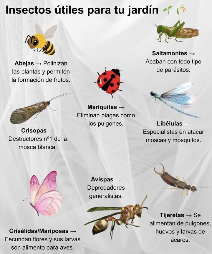 Insectos útiles para tu jardín Abejas Polinizan las plantas y permiten la formación de frutos. Mariquitas Eliminan plagas como los pulgones. 聯 Saltamontes Acaban con todo tipo de parásitos. 曆 Crisálidas / Mariposas Fecundan flores y sus larvas son alimento para aves. 練 Crisopas Destructores nº1 de la mosca blanca. Avispas Depredadores generalistas. 練 Libélulas Especialistas en atacar moscas y mosquitos. 聯 Tijeretas Se alimentan de pulgones, huevos y larvas de ácaros.