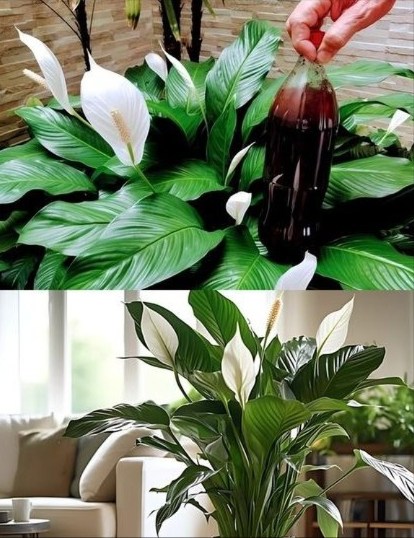 Lirio de la Paz: El elixir casero para hojas verdes y radiantes Devuélvele la vida a tu planta con esta poderosa mezcla natural que nutre desde la raíz hasta la última hoja: Paso 1: Prepara la fórmula mágica Mezcla 1 litro de agua, 200 ml de café sin azúcar y 1 cucharada de canela molida. Remueve bien y deja reposar 3 horas. 𧻓 Paso 2: Filtra la mezcla Cuela el líquido y pásalo a un nuevo recipiente limpio. Paso 3: Riega con cuidado Utiliza este elixir para regar directamente la base de tu Lirio de la Paz, cubriendo también hojas y tallos. Paso 4: Aplica con atomizador Rocía suavemente la planta con una botella pulverizadora para una absorción más eficaz. Paso 5: Observa el cambio En pocos días, verás hojas más verdes, brillantes y sanas, con una vitalidad renovada. Ideal para devolverle la fuerza y belleza a tu Lirio de la Paz con un método 100 % natural y económico.