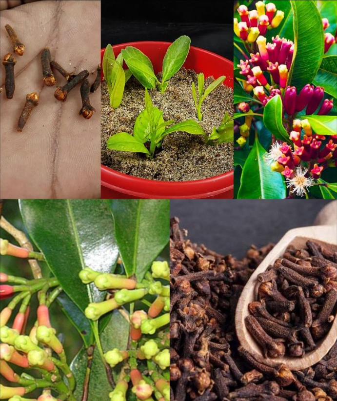 Cultivo Fácil de Clavo De la Semilla a la Especia Aromática Elige Semillas de Calidad Selecciona semillas frescas, sanas y sin moho para asegurar una germinación exitosa. Activa la Germinación Escarifica suavemente las semillas con pequeños cortes. Déjalas en remojo en agua tibia toda la noche. 華 Siembra con Cuidado Planta en macetas pequeñas con sustrato bien drenado o suelo areno-arcilloso. Mantén la humedad y colócalas en un lugar cálido con luz indirecta. Cuida tus Plántulas Riega regularmente, evita el sol directo, y fertiliza con abono equilibrado. Temperaturas cálidas favorecen el crecimiento. Cosecha en el Momento Justo Recolecta los capullos antes de que se abran. Sécalos en un lugar ventilado y cálido hasta que estén marrón oscuro y duros. Resultado: Clavos de olor caseros, aromáticos y listos para usar como especia o remedio natural.
