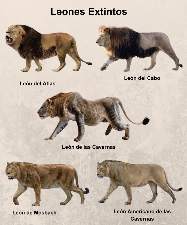 女 Leones Extintos Gigantes felinos que alguna vez dominaron selvas, sabanas y cavernas 女 León del Atlas El majestuoso rey del norte de África 女 León del Cabo Poder y melena oscura en Sudáfrica 女 León de las Cavernas Coloso del hielo y la prehistoria 女 León de Mosbach Antepasado feroz del león moderno 女 León Americano de las Cavernas El felino más grande de la historia Ecos de un rugido que ya no existe, pero que sigue inspirando leyendas.