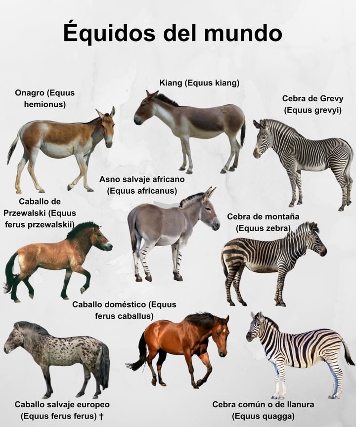 Équidos del mundo Onagro Equus hemionus habitante de desiertos y estepas de Asia. Kiang Equus kiang el équido más grande de Asia central. Cebra de Grevy Equus grevyi con franjas finas, propia del Cuerno de África. Caballo de Przewalski Equus ferus przewalskii último caballo verdaderamente salvaje. Asno salvaje africano Equus africanus ancestro de los burros domésticos. Cebra de montaña Equus zebra adaptada a terrenos rocosos y secos. Caballo doméstico Equus ferus caballus compañero del ser humano en todo el mundo. Caballo salvaje europeo Equus ferus ferus ya extinto, conocido como tarpán. Cebra común o de llanura Equus quagga la más abundante en África. Una familia diversa que habita desde las estepas de Asia hasta las sabanas africanas.
