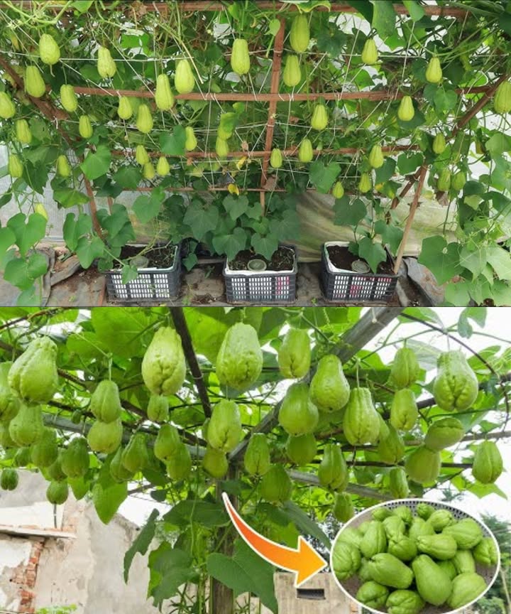 Sorprendentemente simple: cultivar chayote en casa es fácil y da mucha fruta 

1 Seleccione la fruta de chayote  elija frutos sanos y sin imperfecciones
2 Germine el chayote  deje la fruta en un lugar cálido y seco 12 semanas hasta que broten
3 Prepare el sitio de plantación  elija un lugar soleado con tierra bien drenada
4 Mejore el suelo  agregue abono orgánico o estiércol para aumentar fertilidad y humedad
5 Plante el chayote  cave un hoyo, coloque la fruta germinada horizontalmente con los brotes hacia arriba y cúbrala con tierra
6 Brinde apoyo opcional  use un enrejado para que las enredaderas trepen y no toquen el suelo
7 Riego  mantenga la tierra húmeda pero no encharcada, sobre todo en épocas secas
8 Fertilización  aplique fertilizante equilibrado o compost cada pocos meses
9 Poda  recorte las vides para un crecimiento más arbustivo y mejor circulación de aire
 Cosecha  recoja frutos tiernos entre 4 y 6 meses después de sembrar, dejando un pequeño tallo adherido
11 Almacenamiento  guarde los chayotes en un lugar fresco y seco durante semanas o incluso meses

 Una guía práctica para asegurar una cosecha abundante y exitosa de chayote en casa