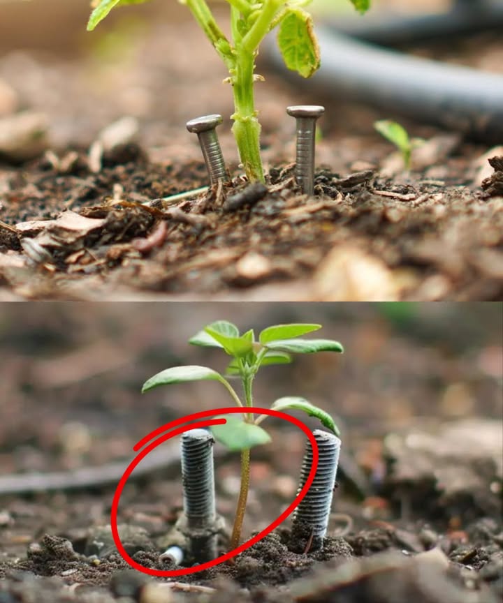 El Asombroso Poder de Dos Clavos en tu Jardín 

Una técnica fácil, natural y sorprendentemente eficaz: colocar dos clavos de hierro cerca de tus plantas puede potenciar su salud y crecimiento al liberar hierro gradualmente, un nutriente esencial para la clorofila y la fotosíntesis.

 Cómo funciona?
Con la humedad del riego, los clavos se oxidan, liberando iones de hierro que las raíces absorben con facilidad. El resultado: plantas más verdes, fuertes y resistentes al estrés.

 Instrucciones fáciles
 Utiliza clavos de hierro puro, sin recubrimiento.
 Colócalos a unos 5 cm de la base de la planta.
 Riega normalmente para acelerar el proceso de oxidación.
 Observa cómo cambia el color, vigor y crecimiento de tus plantas.

 Beneficios comprobados
 Hojas más verdes y brillantes
 Crecimiento robusto
 Mayor resistencia a enfermedades

 Consideraciones
 Funciona mejor en suelos ligeramente ácidos
 Perfecto para rosales, azaleas, tomates y pimientos
 Complementa el suelo, no lo reemplaza

 Una solución ecológica, asequible y natural para fortalecer tu jardín sin productos químicos costosos