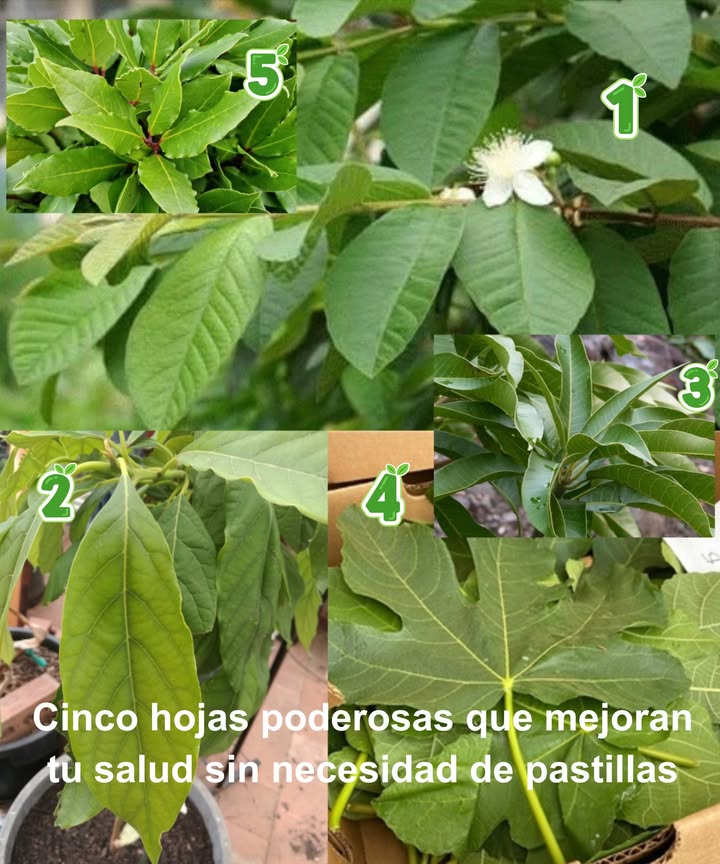 Cinco hojas poderosas que mejoran tu salud sin necesidad de pastillas 

La naturaleza esconde secretos que refuerzan el cuerpo y equilibran la vida. Las hojas de guayaba, aguacate, mango, higuera y laurel son verdaderos remedios naturales repletos de beneficios.

 1. Hoja de guayaba  
 Controla los niveles de azúcar en sangre  
 Disminuye el colesterol  
 Antiinflamatoria y anticancerígena  
 Fortalece el hígado y mejora la circulación  
 Té: Hervir 710 hojas en 2 tazas de agua durante 15 min  

 2. Hoja de aguacate  
 Reduce la presión arterial  
 Protege el hígado  
 Mejora la circulación  
 Regula los niveles de glucosa  
 Infusión: 35 hojas en 3 tazas de agua, hervir durante 10 min  

 3. Hoja de mango  
 Estabiliza la insulina  
 Desintoxica el hígado  
 Fortalece los vasos sanguíneos  
 Disminuye la presión arterial  
 Agua nocturna: 1 cucharadita de hojas en polvo, reposar y beber en ayunas  

 4. Hoja de higuera  
 Equilibra la insulina  
 Reduce los triglicéridos  
 Limpia el hígado  
 Mejora la circulación  
 Decocción: 3 hojas en 2 tazas de agua hasta reducir a la mitad  

 5. Hoja de laurel  
 Mejora la sensibilidad a la insulina  
 Activa el flujo sanguíneo y biliar  
 Relaja el corazón y regula la presión arterial  
 Combate los radicales libres  
 Té con clavo: 2 hojas  2 clavos en 2 tazas de agua, hervir durante 10 min  

 Rutina semanal natural  
Lunes/Jueves  Guayaba  Mango  
Martes/Viernes  Aguacate  Higuera  
Miércoles/Sábado  Laurel  Clavo  
Domingo  Detox con agua tibia y limón   

 Cinco hojas, un mismo poder: sanar, nutrir y proteger. Un ritual verde que une tu bienestar con la sabiduría de la naturaleza.

 Siempre se recomienda consultar a un médico antes de incorporar remedios naturales.