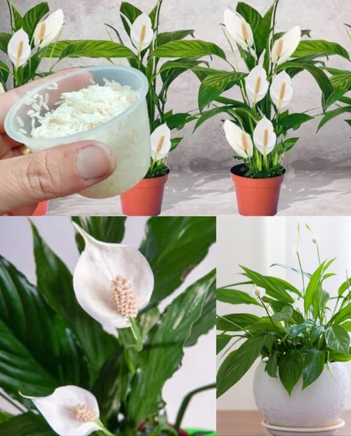 Solo 1 vaso de arroz hace que el Spathiphyllum explote en flores 

Prepara un vaso de arroz crudo, limpio y sin ingredientes extras.

Distribuye el arroz alrededor de la base del Spathiphyllum, cubriendo bien la tierra. Presiona ligeramente.

Riega suavemente para activar la descomposición y liberar nutrientes. Cuidado con el exceso de agua.

Observa cómo en pocas semanas la planta crece más fuerte y florece abundantemente, con flores vibrantes y salud robusta.

Consejos extra:
 Cambia el arroz cada pocas semanas para mantener la nutrición.
 Luz brillante indirecta y tierra húmeda pero bien drenada para mejores resultados.

Tu Spathiphyllum agradecerá este truco natural y sencillo
