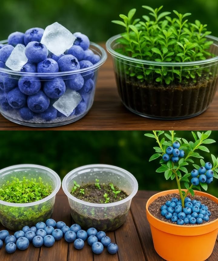 𢡄 Cómo cultivar plantas de arándanos usando arándanos comprados en la tienda 

Los arándanos son deliciosos, nutritivos y fáciles de transformar en nuevas plantas con un poco de paciencia y cuidado.

華 Materiales esenciales
 Arándanos frescos del supermercado
 Un machacador de patatas o similar
 Un recipiente con agua
 Servilletas o papel absorbente
 Bandejas o macetas
 Compost o sustrato aireado con buen drenaje

 Paso 1: Elegir los arándanos
Selecciona bayas maduras, grandes y jugosas: ofrecen semillas más fuertes.

 Paso 2: Extraer semillas
 Coloca los arándanos en un bol con agua.
 Tritura suavemente la pulpa con un machacador.
 Deja reposar: las semillas pesadas se hundirán al fondo.
 Retíralas y ponlas a secar sobre papel absorbente.

 Paso 3: Preparar el sustrato
Llena bandejas o macetas con sustrato de calidad y buen drenaje, dejando espacio para el crecimiento.

 Paso 4: Sembrar las semillas
Opción 1  Siembra directa: distribuye las semillas sobre el sustrato, presiónalas suavemente y rocía con agua fina.
Opción 2  Con rodajas: corta arándanos con semillas visibles y entiérralos ligeramente en el sustrato.

 Paso 5: Cuidados iniciales
Coloca las macetas en un lugar cálido y luminoso. Mantén la tierra húmeda sin encharcar.

 Paso 6: Trasplante
Cuando las plántulas estén fuertes, pásalas a macetas grandes o al jardín para un desarrollo óptimo.

 Resultado: arbustos vigorosos que, con luz, agua y paciencia, te recompensarán con arándanos frescos y caseros.