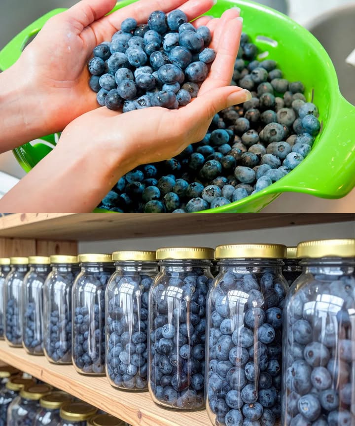 Cómo conservar arándanos frescos durante meses sin congelar 𢡄

Los arándanos son ricos en antioxidantes y fáciles de conservar

El método en frasco mantiene su sabor y textura por meses

Sin azúcar, sin químicos, sin congelador

Ventajas del método con agua y limón 

No ocupa espacio en el congelador

Sabor natural, sin conservantes

Más vida útil y fácil de transportar

Ideal para yogures, postres, batidos y más

Lo que necesitas 林

Arándanos frescos

Jugo de limón natural

Agua filtrada

Frascos de vidrio con tapa

Olla grande y paño de cocina

Paso a paso

Lava y seca los arándanos

Esteriliza frascos y tapas

Llena los frascos con arándanos sin aplastar

Agrega 1 cda de jugo de limón por frasco 750 ml

Rellena con agua filtrada dejando 1 cm libre

Limpia el borde y sella con tapas nuevas

Coloca los frascos en una olla con un paño al fondo

Agrega agua hasta casi cubrir las tapas

Hierve y pasteuriza durante 30 minutos

Deja enfriar dentro del agua y almacena

Consejos extra 

Etiqueta cada frasco con la fecha

Guarda en lugar fresco y oscuro

Una vez abierto, refrigerar y consumir en 7 días

Usos deliciosos 籠

Con yogur, avena o smoothies

Sobre waffles, panqueques o helado

En muffins, tartas o solo como snack

 Disfruta arándanos naturales fuera de temporada sin desperdiciar ni un gramo.