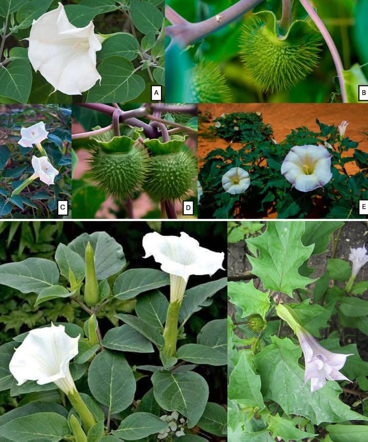 Datura: la flor hermosa que esconde un peligro mortal

 El engañoso encanto del género Datura
Conocidas como Trompeta del Diablo o Espino de Indias, las daturas deslumbran con sus flores blancas o moradas en forma de campana.
Pertenecen a la familia de las solanáceas y crecen en bordes de caminos o jardines, pero todas sus partes son venenosas.

 Especies más comunes y riesgosas
1 Datura stramonium  Flores blancas o lilas, vainas puntiagudas. Altamente tóxica y alucinógena.
2 Datura metel  Grandes flores amarillas o moradas, valor ornamental, pero igual de peligrosa.
3 Datura inoxia  Flor de luna, fragante y nocturna, a menudo confundida con especies inofensivas.
4 Datura ferox  Vainas grandes y espinosas; una de las más venenosas por su alta concentración de alcaloides.

 Toxinas activas
Contienen atropina, escopolamina e hiosciamina, alcaloides tropánicos que afectan el sistema nervioso central.
Incluso una pequeña cantidad puede causar delirio, parálisis respiratoria o la muerte.

 Síntomas de intoxicación
 Alucinaciones intensas y desorientación
 Pupilas dilatadas y visión borrosa
 Boca seca, fiebre y pulso acelerado
 Convulsiones, coma o paro respiratorio en casos graves

 Peligro también para animales
La datura es tóxica para perros, gatos, aves y ganado.
Incluso una ingesta mínima puede ser fatal.

理 Medidas de seguridad en el jardín
 No toques ni manipules estas plantas sin guantes y ropa protectora.
 Elimina cualquier datura de tu entorno, especialmente si hay niños o mascotas.
 No la cultives por su belleza: sus flores atraen, pero su toxicidad es letal.
 Informa y advierte a otros jardineros sobre sus riesgos.

 Conclusión
La Datura es un recordatorio de que no toda flor hermosa es segura.
Evítala, reconócela y mantén tu jardín libre de esta planta peligrosa.