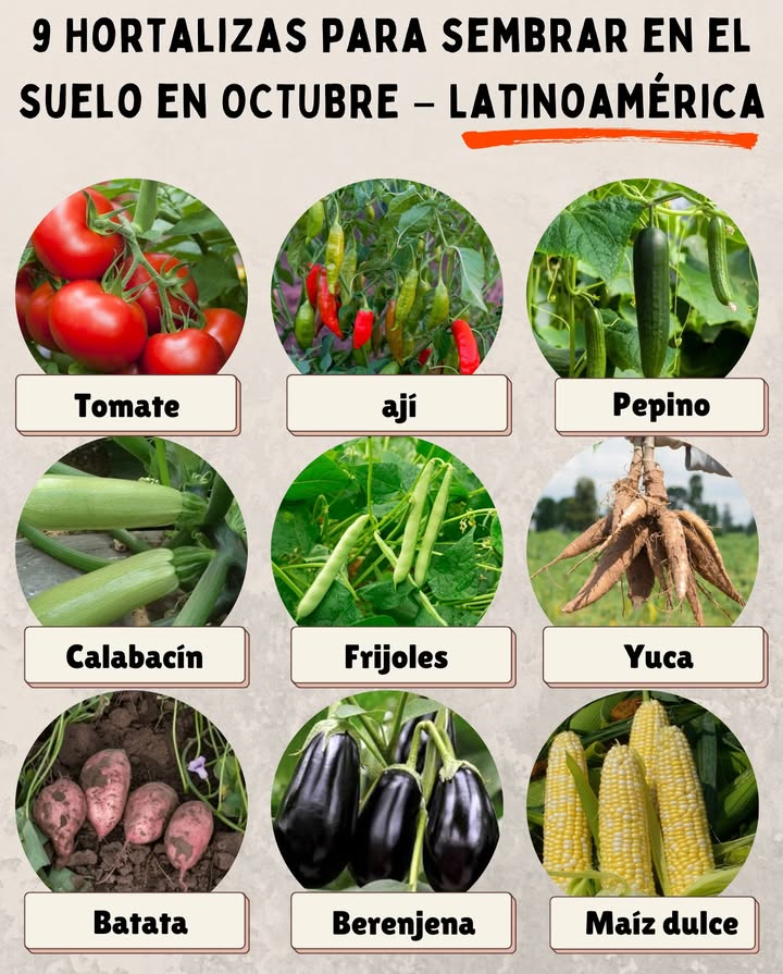 9 Hortalizas para sembrar en el suelo en OCTUBRE  Latinoamérica 

 Tomate  siembra directa o en almácigo, ideal en zonas cálidas y templadas.
 Chile o ají  germina bien con calor, rinde mejor con sol pleno.
 Pepino  rápido crecimiento, necesita suelos sueltos y húmedos.
 Calabacín/Zapallito  ciclo corto, se adapta a climas tropicales y templados.
 Frijoles  aportan nitrógeno al suelo y toleran bien el calor.
 Yuca/Mandioca  excelente para zonas tropicales con lluvias moderadas.
 Batata/Camote  raíz dulce que se desarrolla con temperaturas altas.
 Berenjena  resistente al calor, producción prolongada.
 Maíz dulce  siembra directa en suelos ricos y con buena humedad.

 Consejo rápido: En zonas muy calurosas, usa acolchado orgánico y riego temprano para proteger las plántulas del sol intenso.