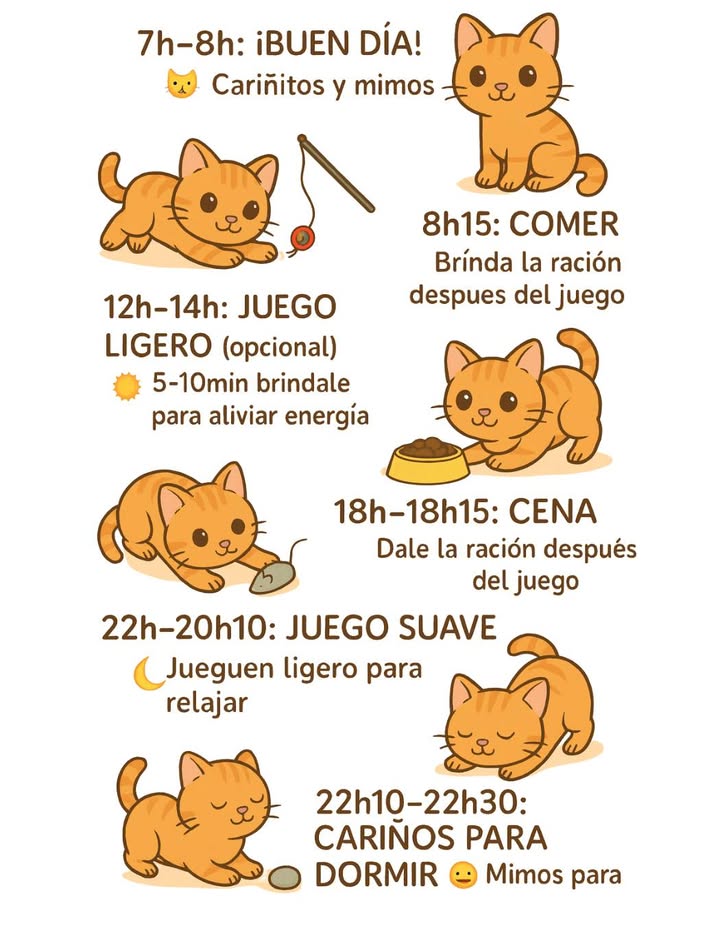Rutina diaria para tu gato 

 7h-8h: BUEN DÍA! Cariñitos y mimos para empezar con calma y seguridad.
 8h15: COMER Ofrécele su ración después de un momento de juego.
 12h-14h: JUEGO LIGERO opcional Sesión de 5-10 minutos para aliviar energía.
 18h-18h15: CENA Dale su ración después del juego para reforzar hábitos positivos.
 22h-22h10: JUEGO SUAVE Juego tranquilo para relajarse antes de dormir.
 22h10-22h30: CARIÑOS PARA DORMIR Mimos y calma para cerrar el día con seguridad y afecto.

Una rutina sencilla y constante ayuda a tu gato a estar más feliz, equilibrado y saludable. 
#RutinaDiariaGato #CuidadoFelino  #VidaConGatos