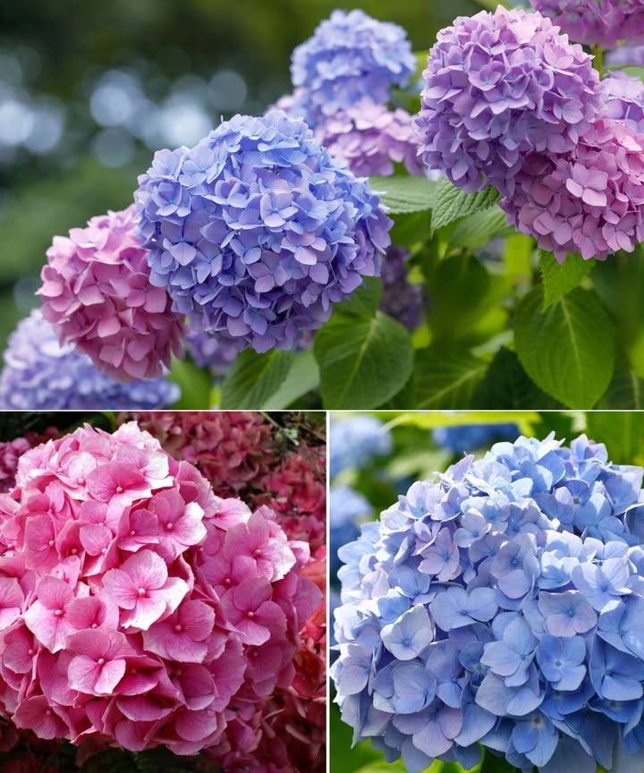 TRUCO NATURAL PARA CAMBIAR EL COLOR DE TUS HORTENSIAS! 
Transforma tu jardín jugando con los tonos de esta flor mágica y elegante.

 Hortensias azules
 Suelo ácido = flores azules
 Cómo lograrlo:
 Posos de café  Aportan acidez y estimulan la floración. Usa semanalmente.
鱗 Clavos de hierro  Entiérralos cerca de la planta. El hierro modifica el pH.
離 Fertilizante azulador  Con aluminio y hierro. Aplica antes de la floración.

 Hortensias rosas o blancas
 Suelo alcalino = flores rosadas o blancas
 Cómo lograrlo:
 Agua del grifo  Rica en cal, eleva el pH del suelo. Úsala sin dejar reposar.
 Ceniza de madera  Rica en calcio y minerales, neutraliza la acidez.

 El color de tus hortensias depende del pH del suelo: juega con la química natural y observa cómo cambian de tono con el tiempo.

華 Un jardín, mil colores y todos bajo tu control.