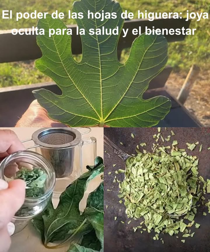 El poder de las hojas de higuera: joya oculta para la salud y el bienestar 

Más allá del fruto dulce, las hojas de la higuera son un tesoro medicinal cargado de antioxidantes, fibra y compuestos bioactivos con un enorme potencial para cuerpo y mente.

 10 beneficios extraordinarios
 Regulan el azúcar en sangre  mejoran la sensibilidad a la insulina.
 Protegen el corazón  reducen triglicéridos y colesterol LDL.
 Apoyan el control del peso  la fibra aporta saciedad y regula grasas.
 Mejoran la digestión  alivian estreñimiento e inflamación gástrica.
 Cuidan la piel  combaten envejecimiento, eccema y acné.
 Fortalecen los huesos  ricas en calcio y magnesio.
 Alivian problemas respiratorios  expectorante natural contra tos.
 Previenen el cáncer  antioxidantes que protegen el ADN celular.
 Depuran el hígado  eliminan toxinas y reducen inflamación.
 Combaten úlceras  regeneran el revestimiento estomacal.

 Té de hojas de higuera
Ingredientes:
 2 o 3 hojas frescas o secas
 2 tazas de agua
 Miel o limón al gusto

Preparación:

Lava bien las hojas.

Hierve el agua y añade las hojas.

Cocina a fuego lento 10-15 min.

Cuela y sirve caliente.

Endulza si lo deseas.

 Un té calmante, digestivo y lleno de propiedades curativas.
Las hojas de higuera son mucho más que un residuo verde: incorporarlas a tu rutina es abrir la puerta a beneficios profundos y sostenibles para todo el organismo.
