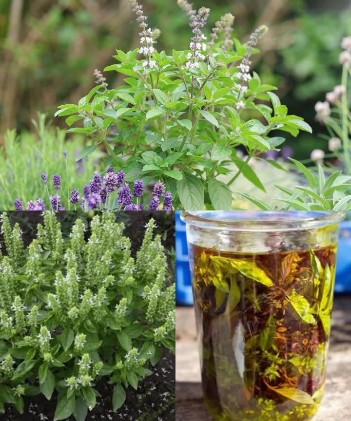 El poder de la flor de albahaca: 25 beneficios sorprendentes y cómo usarlos en casa Las flores de albahaca son pequeñas pero poderosas: aportan aroma, sabor y un sinfín de beneficios para la salud y el bienestar. 25 beneficios de las flores de albahaca Combaten la inflamación y reducen el dolor Refuerzan la inmunidad Calman el estrés y la ansiedad Mejoran la digestión Alivian tos y resfriados Favorecen la salud del hígado Refrescan el aliento Combaten infecciones bacterianas y fúngicas Mejoran la salud de la piel Apoyan el corazón y la circulación Protegen contra radicales libres Favorecen el sueño reparador Repelen insectos naturalmente Alivian dolores de cabeza Regulan el azúcar en sangre Mejoran la concentración y claridad mental Protegen las células cerebrales Reducen dolores menstruales Favorecen la función renal Mantienen los alimentos más seguros Alivian gases y sensación de hinchazón Limpian y desintoxican la piel Benefician los pulmones y la respiración Reducen la caspa y dan brillo al cabello Promueven el bienestar emocional Cómo usarlas en casa Té de flores de albahaca Relajante, digestivo y reconfortante. Vapor facial Limpieza profunda de piel y vías respiratorias. 便 Aceite infusionado Nutrición para piel, cabello y masajes. Enjuague bucal Refrescante y antibacteriano natural. Baño floral Relajante muscular y calmante antes de dormir. 啕 Compresas Alivio de dolor e inflamación localizada. Inhalador herbal Para concentración y calma mental. 綾 En la cocina Aromáticas, antioxidantes y llenas de sabor. Más que decorativas, las flores de albahaca son un remedio natural lleno de vitalidad y energía curativa, listas para transformar tu día a día.