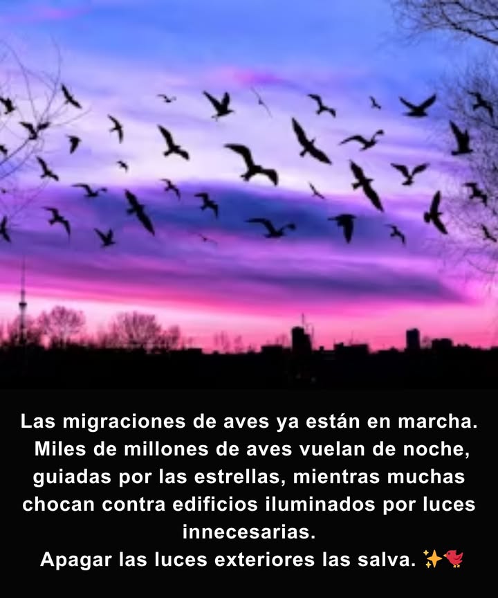 Un pequeño gesto apagar las luces exteriores puede salvar vidas. Cada luz encendida aumenta el riesgo de perder a un zorzal, un reyezuelo o un gorrión. Cómo ayudar: Apaga las luces innecesarias durante las migraciones de primavera y otoño Usa sensores de movimiento y temporizadores en lugar de dejar las luces toda la noche Protege ventanas y cristales para que las aves no confundan reflejos con el cielo Cierra cortinas o persianas al anochecer, sobre todo en edificios altos Planta árboles y arbustos nativos: refugios seguros para aves migratorias cansadas
