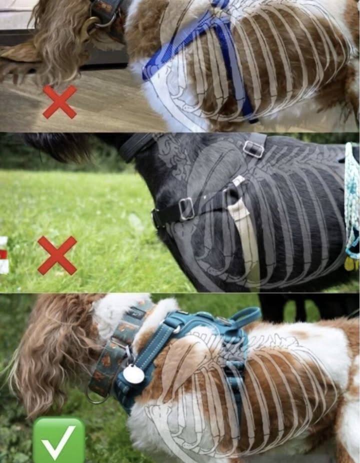 Arneses que pueden dañar a tu perro
El arnés azul y el negro de las imágenes superiores ejercen presión sobre los hombros y el esternón, afectando la movilidad natural y la postura del perro. A largo plazo, esto puede causar dolor, tensión muscular y problemas articulares.

 El arnés correcto
El modelo inferior, en cambio, evita el contacto con los hombros, distribuye la presión de forma uniforme y permite al perro moverse con libertad. Es ideal para el paseo diario y para mantener una buena salud musculoesquelética.

Elegir el arnés adecuado es una forma de cuidar su bienestar y prevenir lesiones silenciosas.

#ArnesesParaPerros #BienestarCanino  #ArnesesSeguros