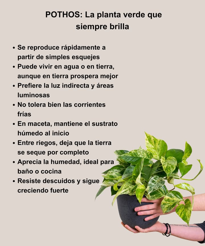POTHOS: La planta verde que siempre brilla Fácil de cuidar, robusta y siempre atractiva: 華 Se reproduce rápidamente a partir de simples esquejes Puede vivir en agua o en tierra, aunque en tierra prospera mejor Prefiere la luz indirecta y áreas luminosas No tolera bien las corrientes frías En maceta, mantiene el sustrato húmedo al inicio 直 Entre riegos, deja que la tierra se seque por completo Aprecia la humedad, ideal para baño o cocina Resiste descuidos y sigue creciendo fuerte Un purificador natural que se adapta a cualquier espacio. El pothos es el toque verde perfecto para tu hogar.