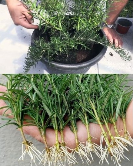 Cultiva romero rápido desde un tallo Fácil, aromático y perfecto para tu cocina 1 Corta el tallo adecuado Toma una ramita de 15 cm y haz el corte en ángulo. Quita las hojas de la parte inferior. 2 Remojo nocturno Coloca el tallo en un vaso con agua durante la noche para activar el enraizamiento. 3 Luz y calor suave Deja el vaso cerca de una ventana luminosa, en un lugar cálido y sin corrientes de aire. 4 Agua según necesidad Si baja el nivel, rellena con un poco de agua a temperatura ambiente. 5 Raíces visibles en 7 días En una semana aparecerán las primeras raíces. 6 Trasplanta en 3 semanas Cuando las raíces estén fuertes, pasa el tallo a una maceta con tierra aireada y un poco de fertilizante. 7 Riego cuidadoso Riega cada 2-3 días la primera semana. Evita el exceso: el romero prefiere suelos ligeramente secos. Resultado: una planta robusta, lista para aromatizar tus platos favoritos y embellecer tu hogar.