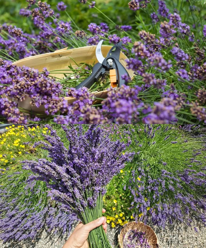 En julio, hazlo con tu lavanda o no florecerá La lavanda no es solo belleza y aroma. Si quieres que se mantenga frondosa, elegante y llena de flores, julio es el momento clave. Poda de verano: esencial para su salud Julio es el mejor mes para recortar la lavanda tras su primera floración. Esto estimula nuevos brotes jóvenes, flexibles y llenos de energía. Si no la podas, los tallos se vuelven rígidos, calvos y débiles por dentro. Paso a paso para una poda perfecta Corta las espigas florales marchitas. Da forma redondeada al arbusto para mejorar la ventilación. Recorta aproximadamente 1/3 de la longitud del tallo. Haz el corte por encima del segundo par de hojas jóvenes. Nunca cortes las partes leñosas, solo el crecimiento verde. Resultado: una lavanda densa, aromática y lista para una segunda explosión de flores. Hazlo cada julio y tu lavanda te lo agradecerá con un espectáculo morado inolvidable.