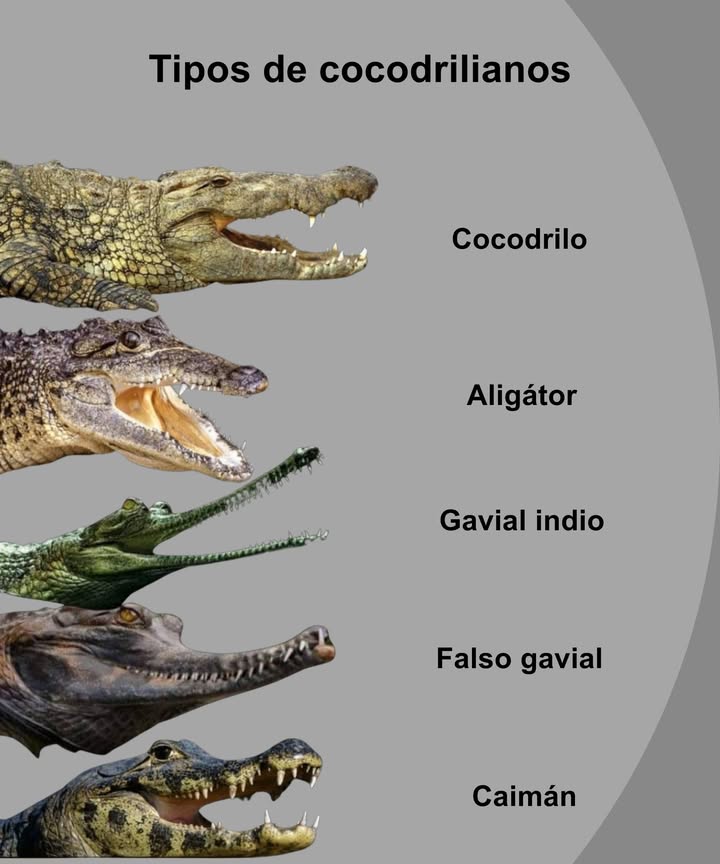 Tipos de cocodrilianos Cocodrilo Hocico en forma de V, vive en agua salada y dulce. Aligátor Hocico ancho en U, prefiere aguas dulces. Gavial indio Hocico largo y delgado, experto en pescar. Falso gavial Similar al gavial, pero más robusto y de selvas tropicales. Caimán Más pequeño y adaptable, habita ríos y pantanos de América. Antiguos, poderosos y esenciales para los ecosistemas acuáticos.