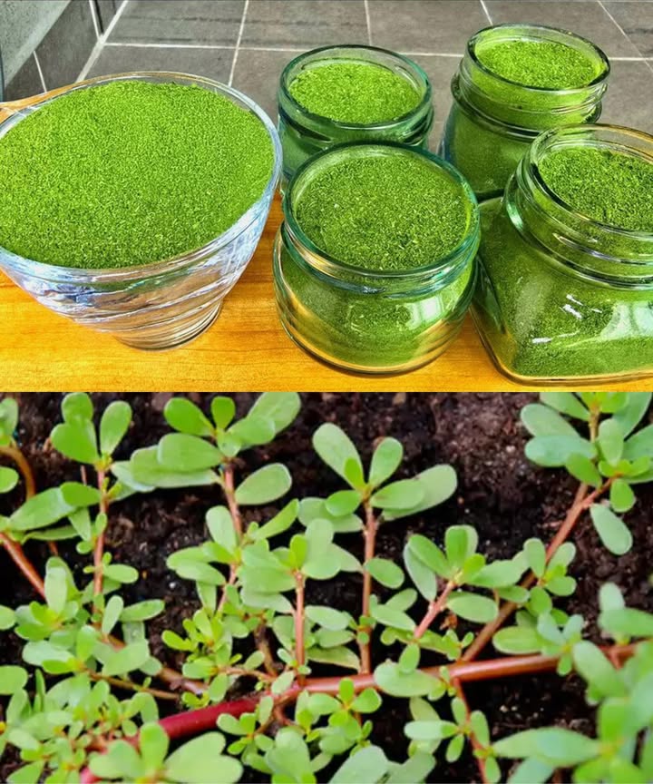 30 poderosas razones para dejar de ignorar la verdolaga La verdolaga Portulaca oleracea, esa humilde planta que muchos arrancan sin pensarlo, es en realidad una joya nutricional y medicinal. Crece sola, fuerte y generosa en jardines, patios, caminos y campos, pero sus beneficios van mucho más allá de lo que parece. 30 beneficios de la verdolaga para cuerpo y mente Omega-3 vegetal: Más que cualquier otra hoja verde. Antiinflamatoria natural: Calma dolores y reduce hinchazones. Cuida tu corazón: Mejora circulación y regula el colesterol. Protege el cerebro: Ácidos grasos antioxidantes. Mejora la vista: Vitamina A y betacarotenos. Refuerza las defensas: Vitaminas C y E. Sana la piel: Remedio tradicional para acné y heridas. Regula el azúcar: Aliada contra la glucosa alta. Digestiva: Rica en mucílagos y fibra. Previene ACV: Reduce riesgos vasculares. Fortalece huesos: Cargada de calcio, magnesio y potasio. Aliada en dietas: Nutritiva, saciante y baja en calorías. Hidratación natural: Rica en agua. Fuente de hierro: Combate fatiga y debilidad. Diurética: Elimina toxinas suavemente. Alcalinizante: Equilibra el pH corporal. Protege el hígado: Apoyo desintoxicante. Antiparasitaria: Uso tradicional contra lombrices. Cuida el cabello: Nutre desde la raíz. Ideal en embarazo: Folato y minerales clave. Mejora el sueño: Magnesio y efecto relajante. Sana llagas bucales: Uso local o masticado. Antioxidante: Combate el envejecimiento celular. Cicatrizante: Acelera la recuperación cutánea. Refrescante: Se usa para reducir el calor corporal. Cuida riñones: Limpieza suave y natural. Alivia la tos: Base de tés y jarabes herbales. Equilibra el ciclo menstrual: Reduce cólicos. Laxante suave: Fibra mucílago = alivio natural. Potencial anticancerígeno: Estudios iniciales prometedores. 8 formas caseras de aprovechar la verdolaga Té depurativo: Hojas hervidas y reposadas. Ensalada crujiente: Fresca con tomate y limón. Batido energético: Mezcla verde con fruta. Pasta tópica: Para acné, picaduras o sarpullidos. Salteado saludable: Con ajo y aceite de oliva. Baño de pies: Infusión tibia para desinflamar. Cubitos calmantes: Hielo herbal para bebidas o piel. Polvo seco: Para sopas, tónicos o sazonar. La verdolaga no solo es fácil de encontrar: también es fácil de amar. Versátil, nutritiva y potente, esta planta ancestral merece un lugar en tu cocina, tu jardín y tu botiquín natural. Importante: Aunque generalmente es segura, consulta con un profesional antes de usarla si tienes problemas de salud o tomas medicación.