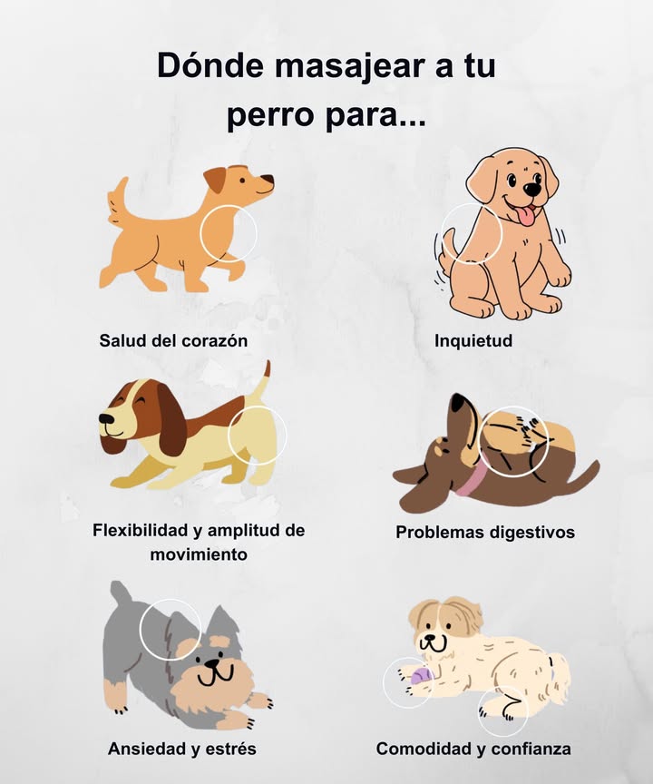 Dónde masajear a tu perro para mejorar su bienestar Salud del corazón: Masajea suavemente el pecho, justo detrás de las patas delanteras. Estimula la circulación y fortalece el sistema cardiovascular. Inquietud: Realiza movimientos circulares en los hombros y parte superior del pecho. Ayuda a liberar tensión y calma la energía acumulada. Flexibilidad y amplitud de movimiento: Masajea las caderas y la base de la cola. Favorece la movilidad y relaja los músculos tras paseos o juegos intensos. Problemas digestivos: Haz suaves movimientos circulares en el abdomen, en el sentido de las agujas del reloj. Estimula la digestión y alivia gases. Ansiedad y estrés: Masajea detrás de las orejas y el cuello con movimientos lentos. Promueve relajación y sensación de seguridad. Comodidad y confianza: Acaricia las patas y el lomo con ternura. Refuerza el vínculo y transmite afecto y tranquilidad.